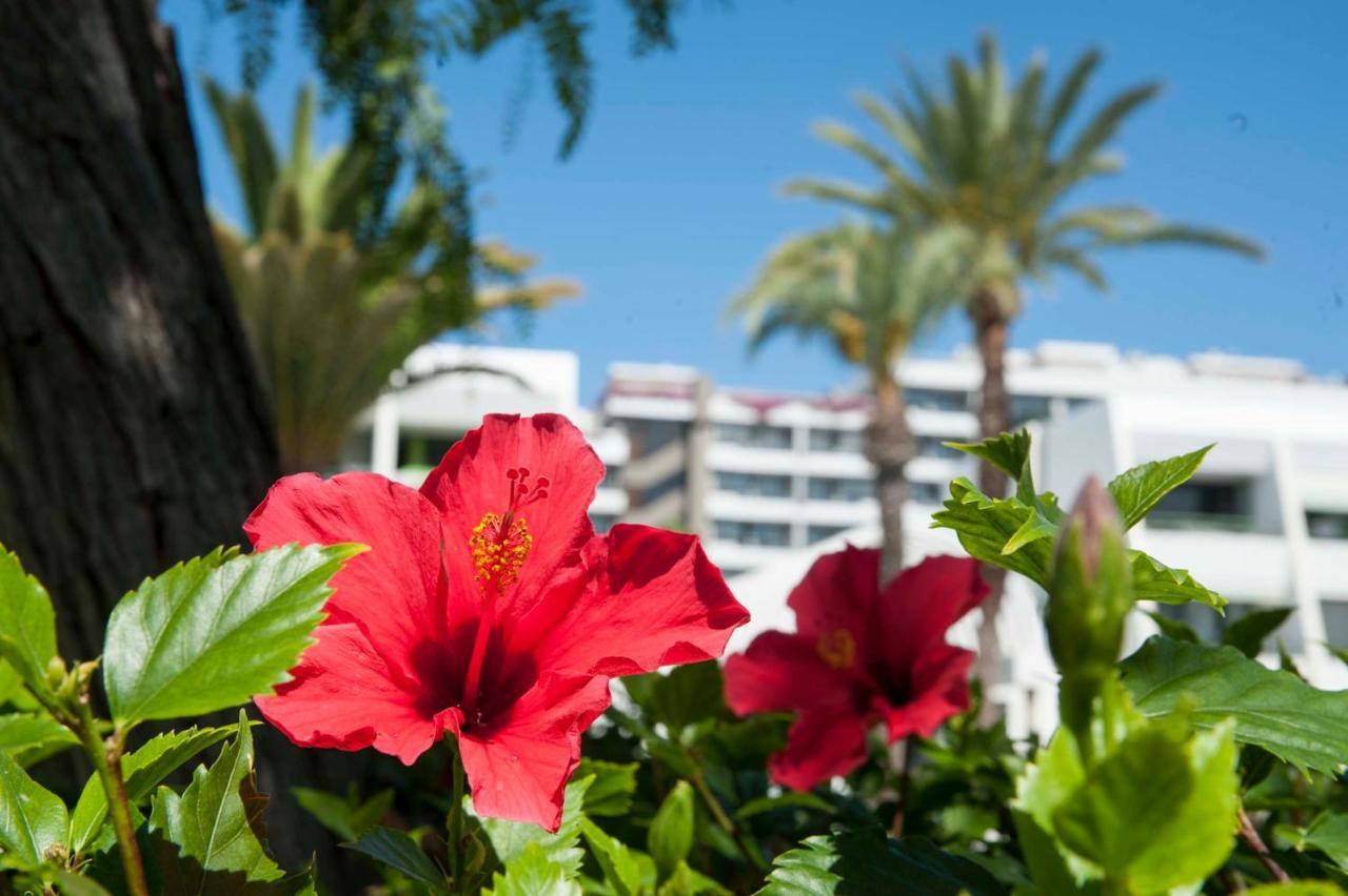 Optimist Deluxe Apartman Playa de las Américas Kültér fotó